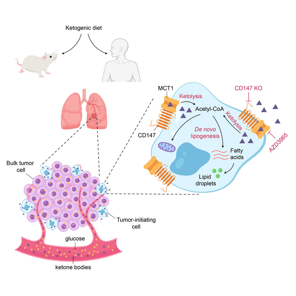 TWLNovGraphical Abstract